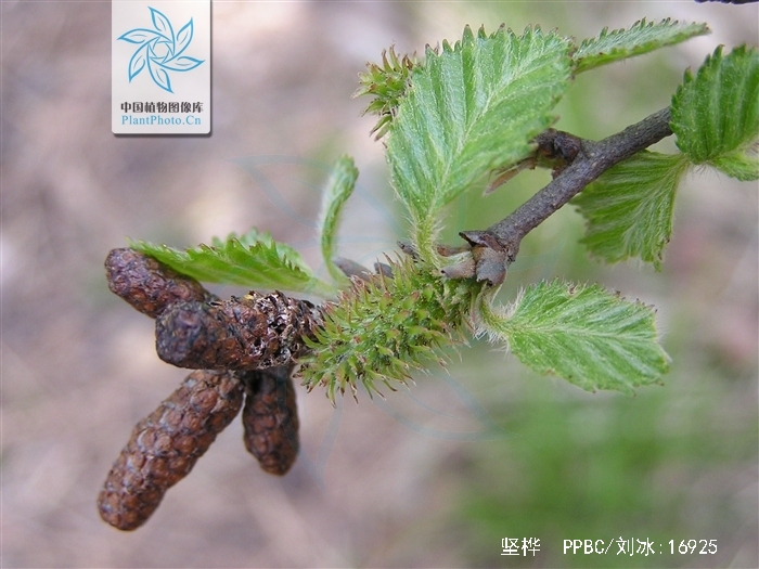 betula chinensis maxim.