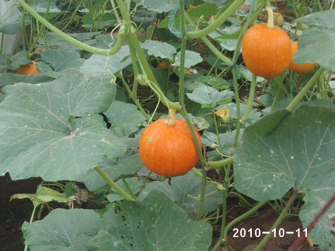  a target="_blank" href="/item/葫芦科">葫芦科 /a>南瓜属的一个种