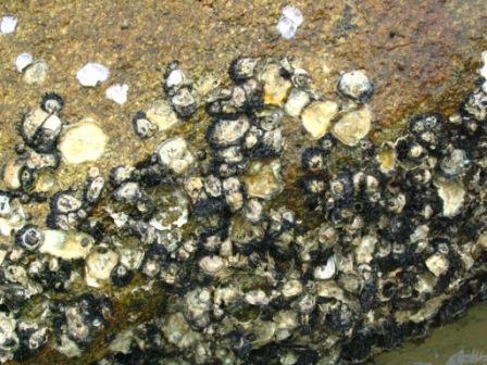  p>藤壶(学名: i>balanus /i>),俗称"触","马牙"等,是一种附着于海边 