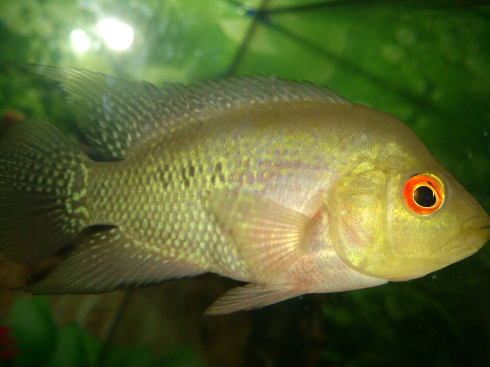  p>山东小公鱼(学名:anchoviella commersonii )为鳀科,小公鱼属鱼类.