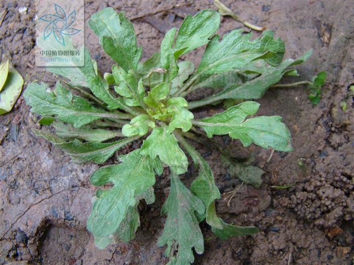  p>香丝草(学名:conyza bonariensis i>(l.) cronq.