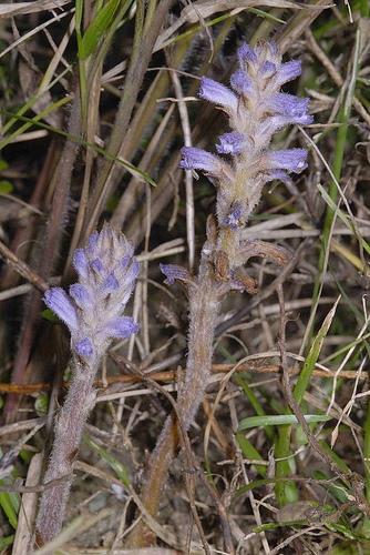 p>列当(拉丁文名: i>orobanche coerulescens /i> steph),别名 a