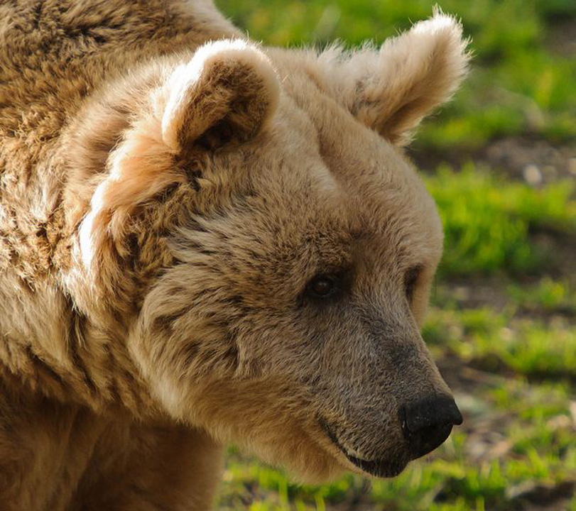  p>欧洲棕熊(学名:ursus arctos arctos)是棕熊指名亚种,头大而圆,体