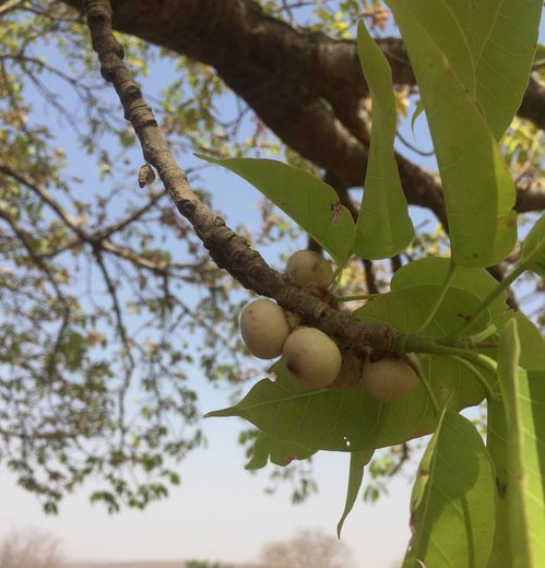 p>绿黄葛树(学名: i>ficus virens  /i>aiton)是桑科,榕属落叶乔木