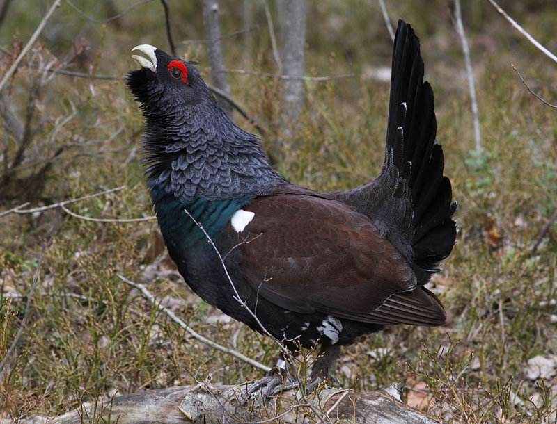  p>松鸡(学名: i>tetrao urogallus /i>):是 a target="_blank" href=