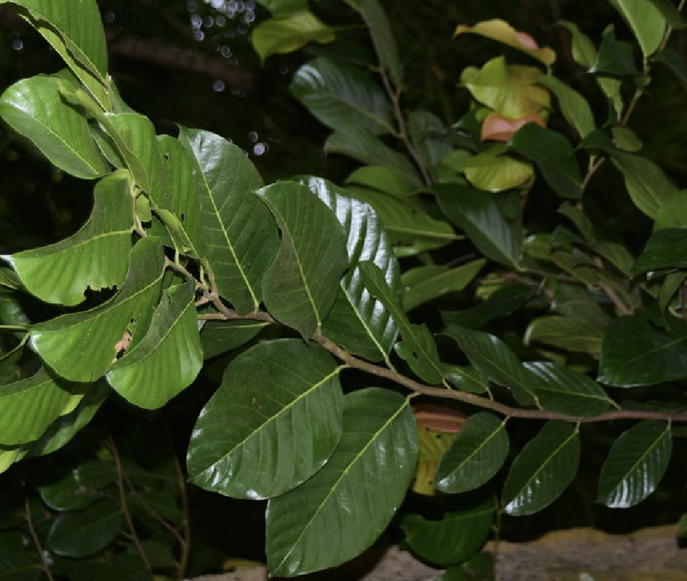  p>坡垒(学名: i>hopea hainanensis /i> merr.