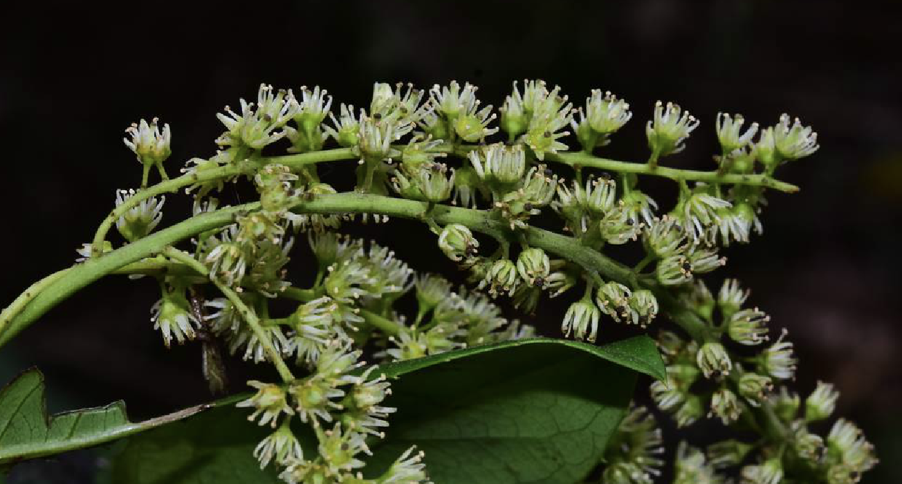  p>冬青叶鼠刺(学名: i>itea ilicifolia /i> oliv.