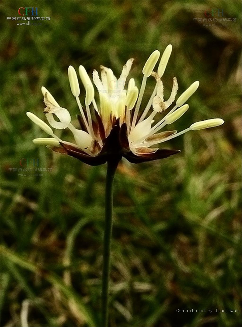  p> a target="_blank" href="/item/台湾灯心草/5671915" data-lemma