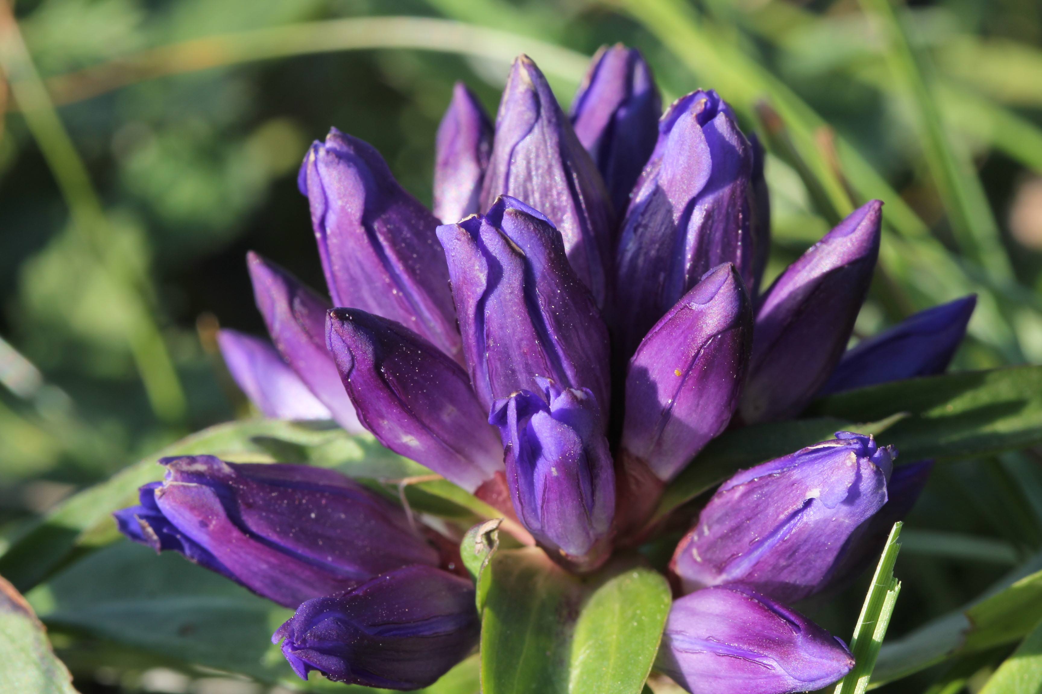  p>红花龙胆( i>gentiana rhodantha /i> franch. ex hemsl.