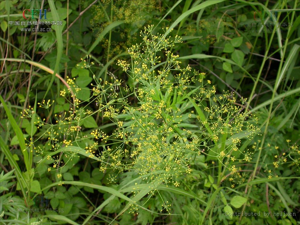  p>长白柴胡(学名: i>bupleurum komarovianum /i>)为伞形科柴胡属的