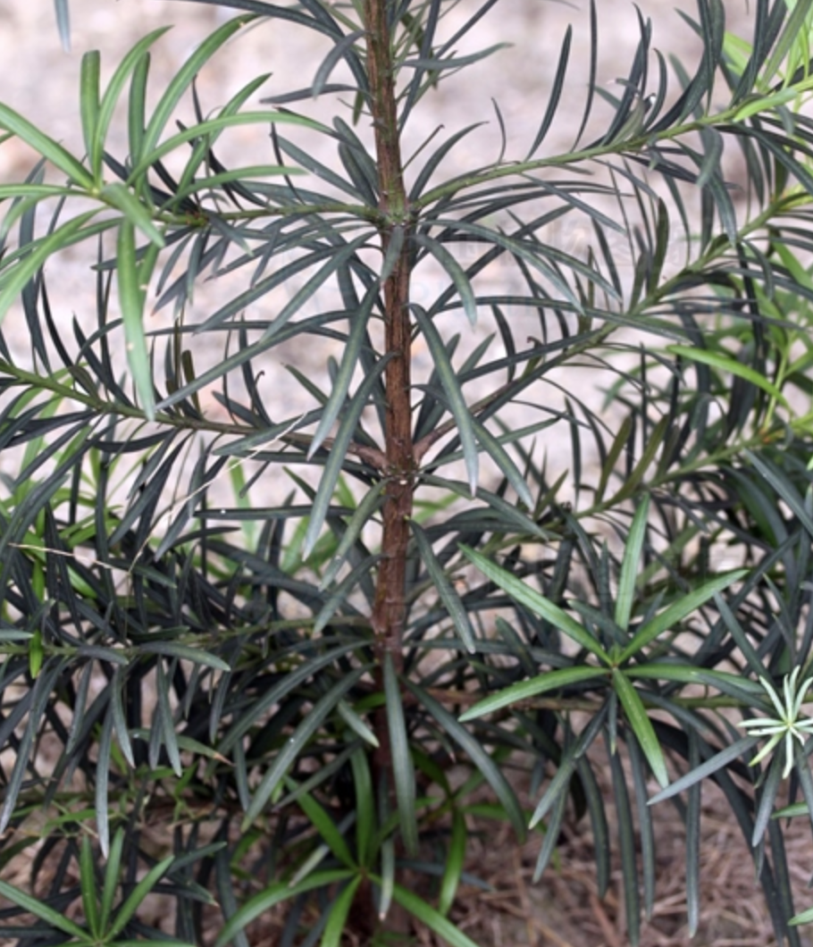  p>海南罗汉松(学名: i>podocarpus annamiensis /i>)是罗汉松科