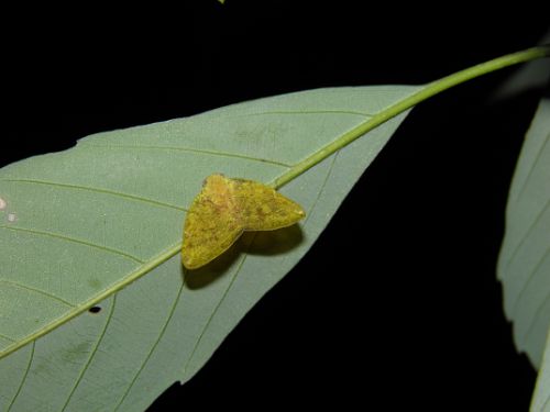  p>体色黑褐色;有白条状斑纹,个体变化极大,少数会呈现完全黑化;翅膀