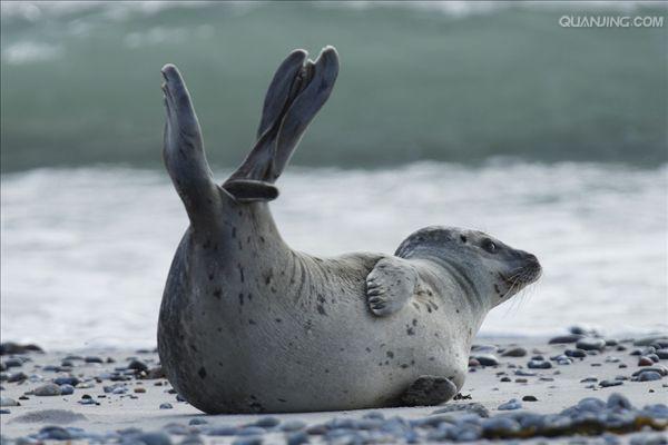  p>斑海豹, i>phoca largha /i>,也叫大齿斑海豹,大齿海豹,是在温带
