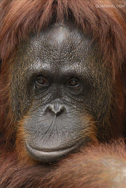  p>猩猩也叫 a href="#" data-lemmaid="2032856">人猿 /a>, a>灵长目