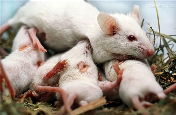 mus musculus linnaeus