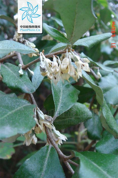  p>福建胡颓子(学名:elaeagnus oldhami maxim.