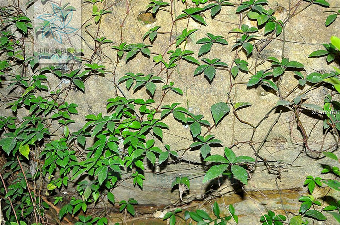  p>叉须崖爬藤是 a href="#">葡萄科 /a> a href="#">崖爬藤属 /a>的