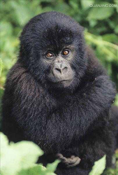  p>猩猩也叫 a href="#" data-lemmaid="2032856">人猿 /a>, a>灵长目