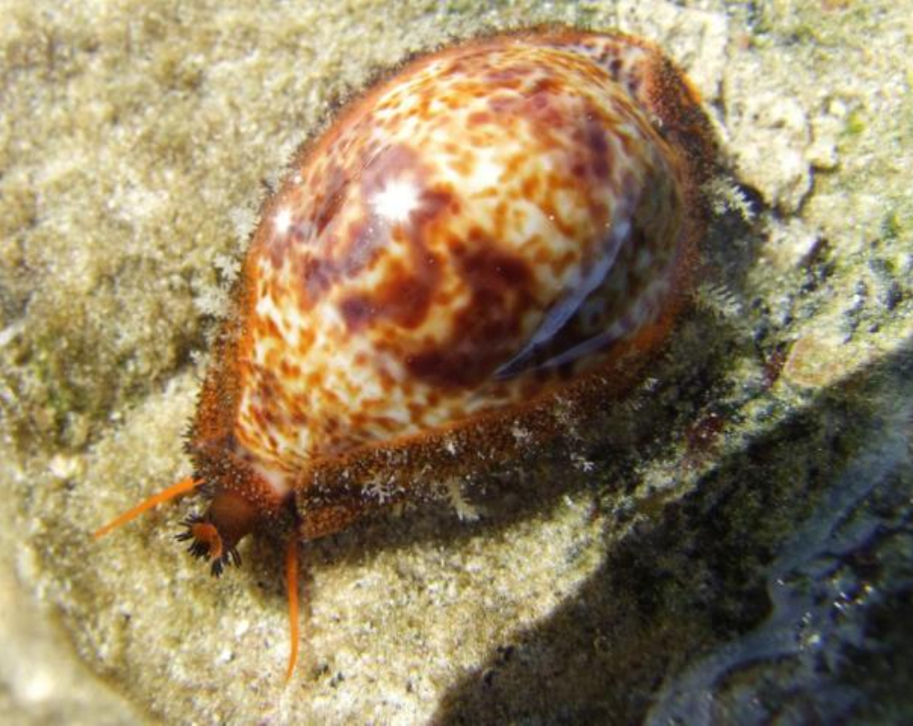  p>锈斑宝螺(学名:palmadusta lentiginosa lentiginosa)是腹足纲宝螺