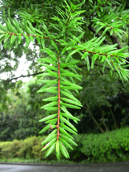  p data-id="tboqs1imx9zz">台湾油杉,是松科油杉属乔木植物.