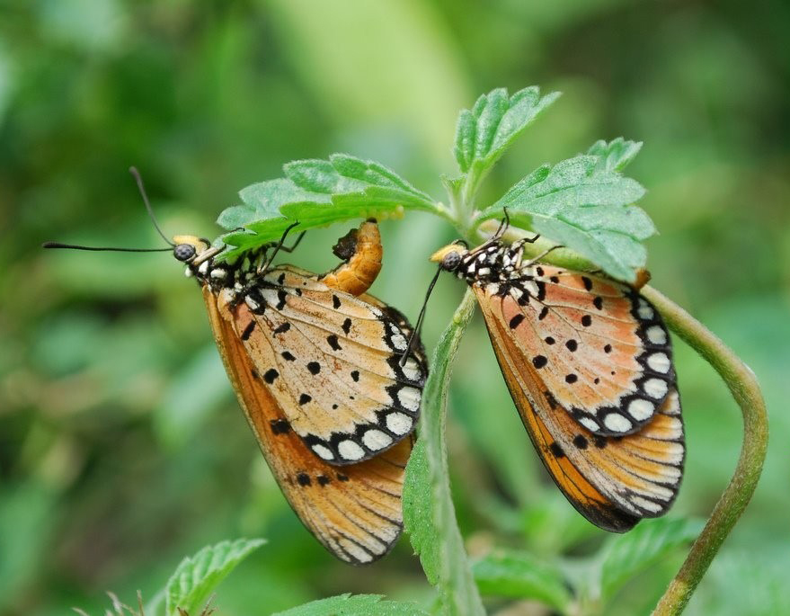  p>斑珍蝶(学名: i>acraea violae /i>):为 a href="#" data-lemmaid=