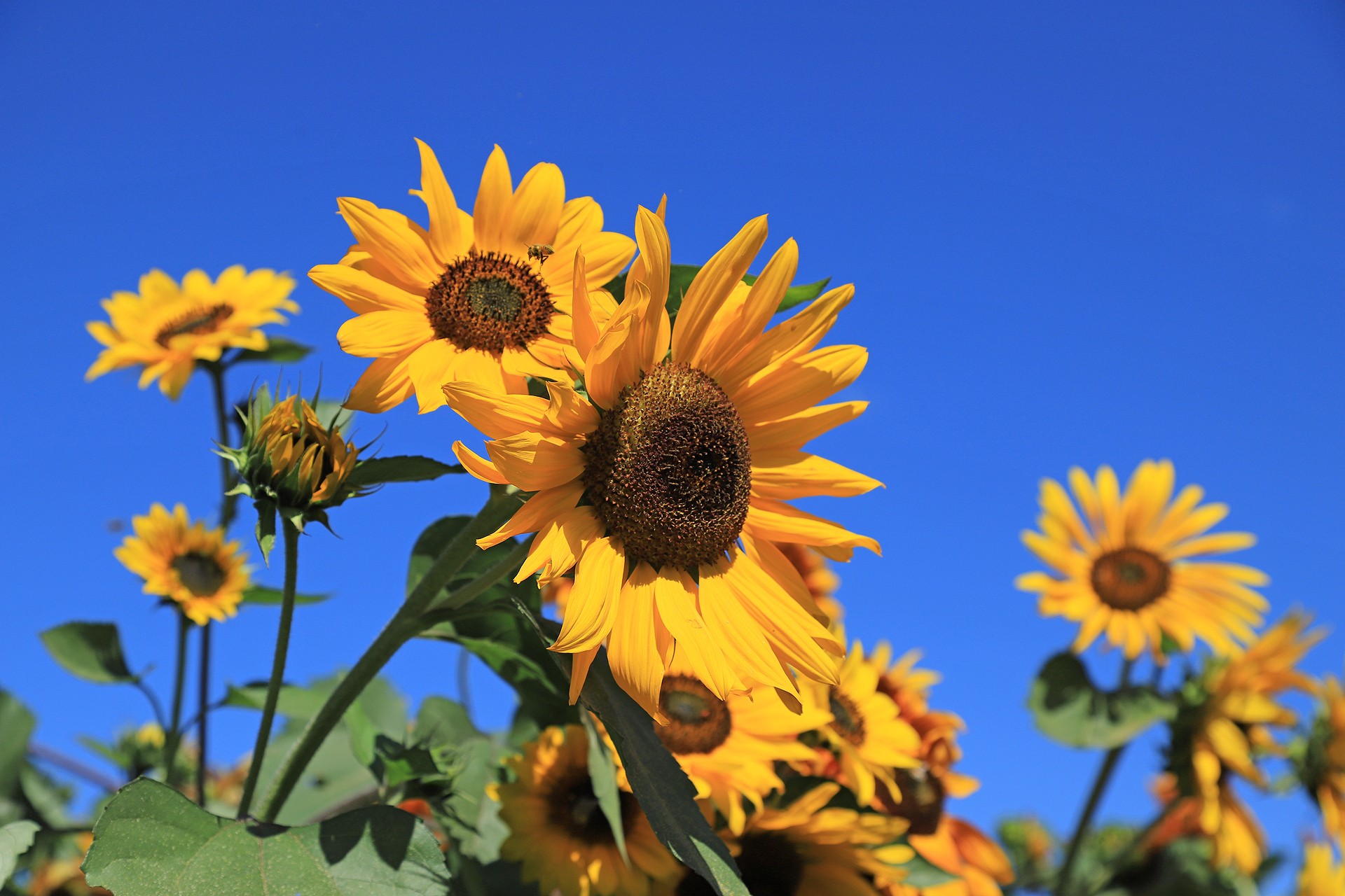 英文名:sunflowers):是桔梗目,菊科,向日葵属的植物.