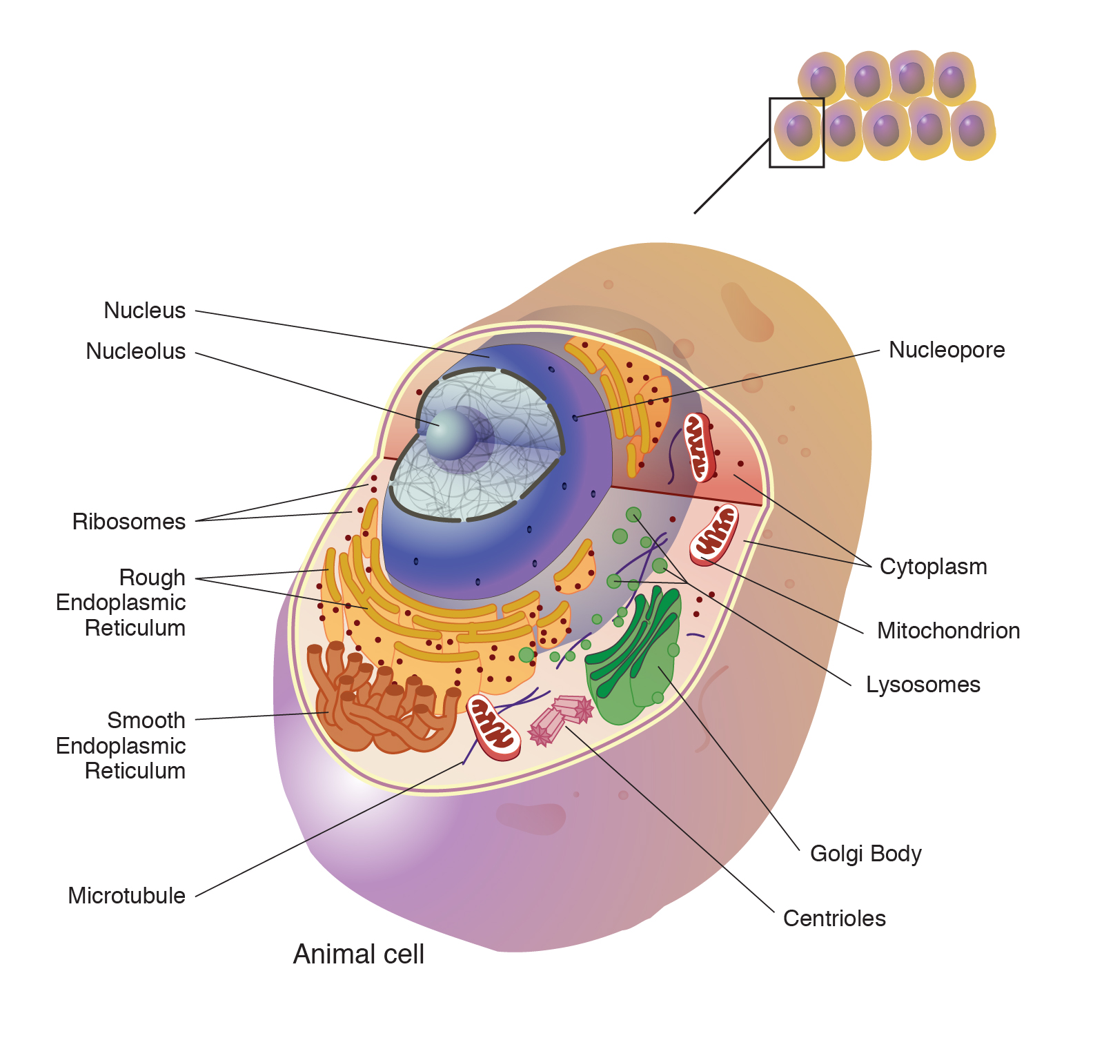 cell)并没有统一的定义,比较普遍的提法是:细胞是生物体基本的结构和