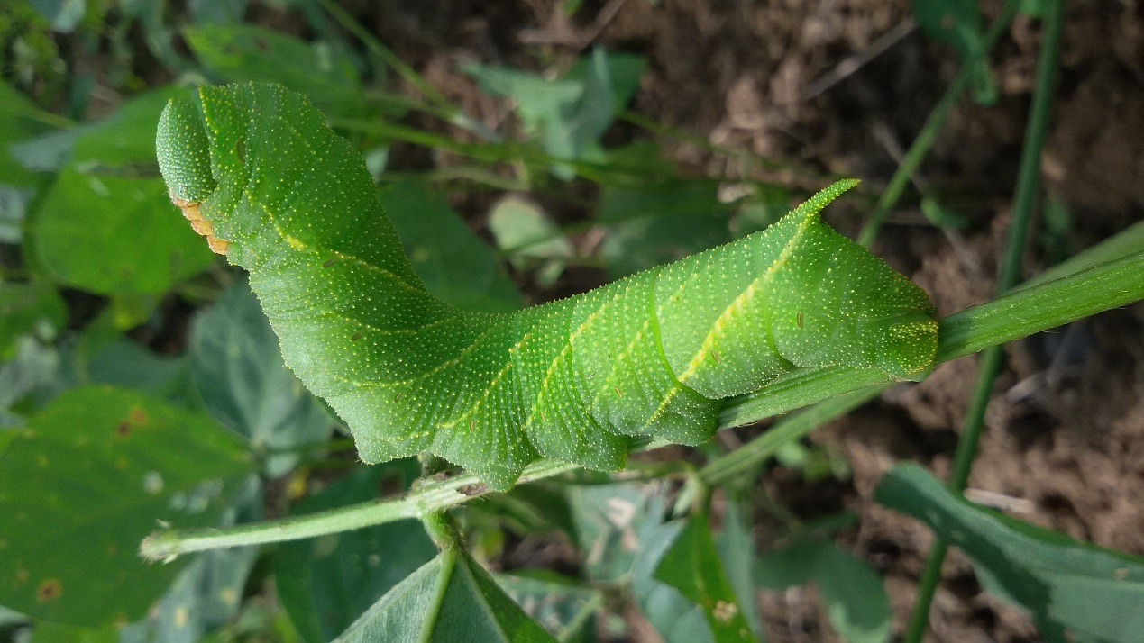 豆虫 豆天蛾的幼虫 百科ta说