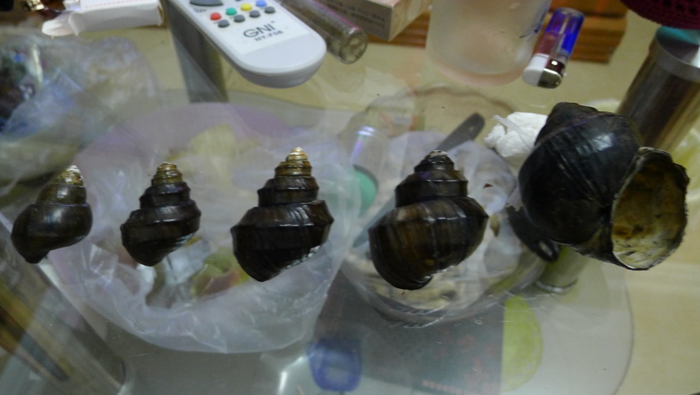  p>螺蛳(学名: i>margarya melanioides /i>):为田螺科,螺蛳属动物.