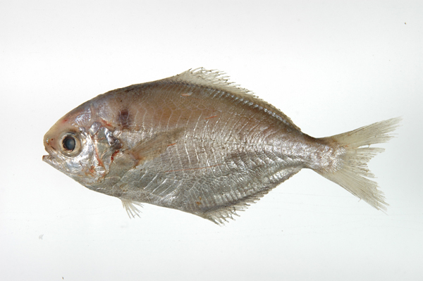  p>刺鲳(学名: i>psenopsis anomala /i>)是长鲳科,刺鲳属鱼类.