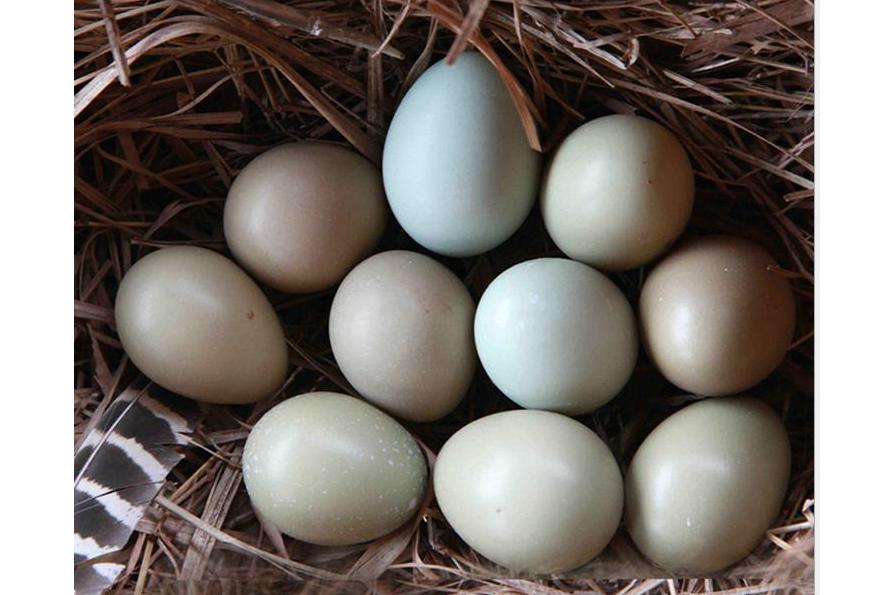  p>七彩山鸡蛋(俗称野鸡蛋)的蛋壳有橄榄色,暗褐色,浅褐色,灰色,蓝色