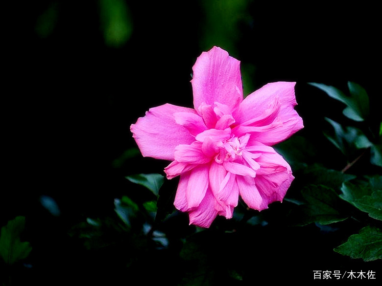 花期长达夏、秋两季，花大色艳，壮观美丽的木槿花_百科TA说