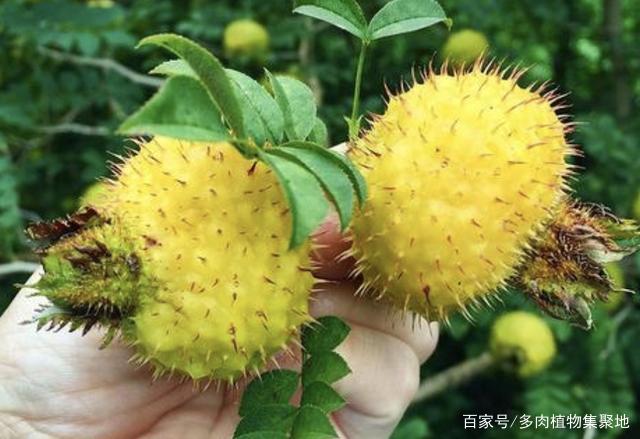 带刺的1种“野果”，果皮黄色，以往称它为“刺梨”，珍贵、少见_百科TA说