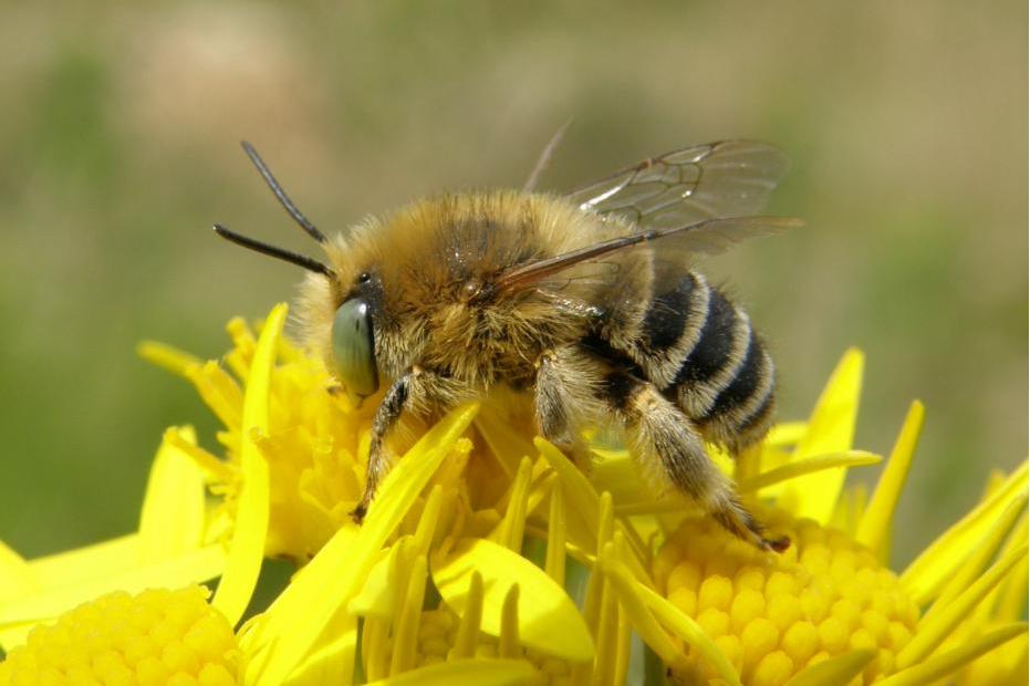 1898))是一种 a target="_blank" href="/item/蜜蜂科/526238" data