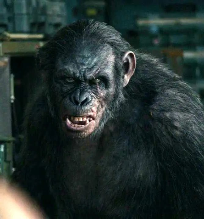 >科巴是电影 a target="_blank" href="/item/《猩球崛起》/10722443"