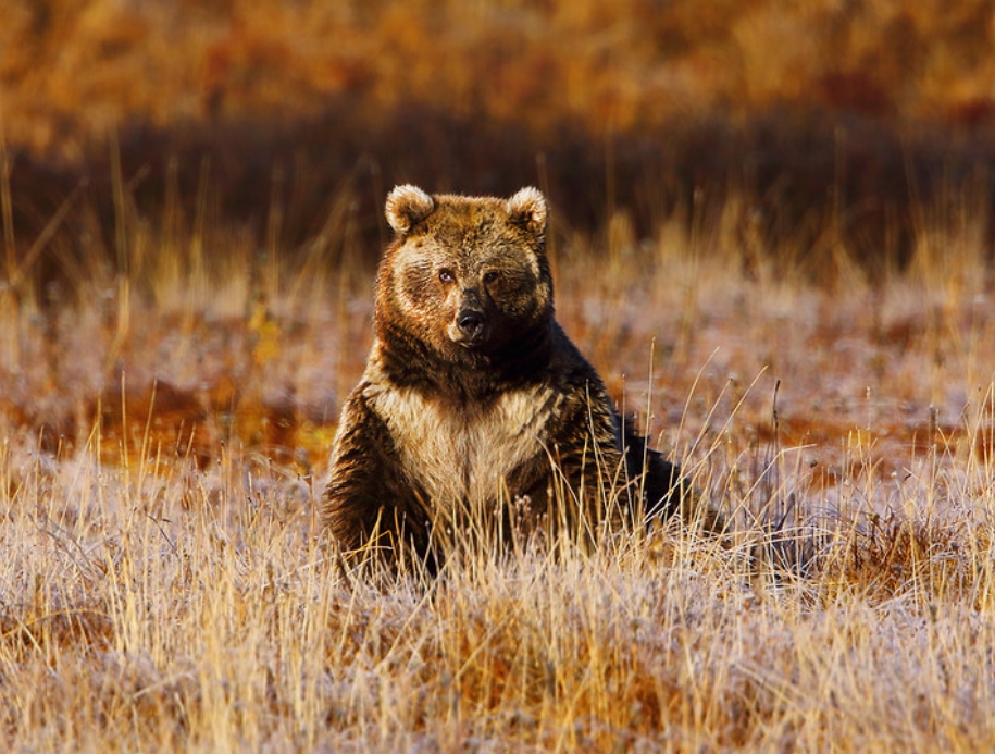  p>喜马拉雅棕熊(学名: i>ursus arctos isabellinus /i>):是熊科,熊