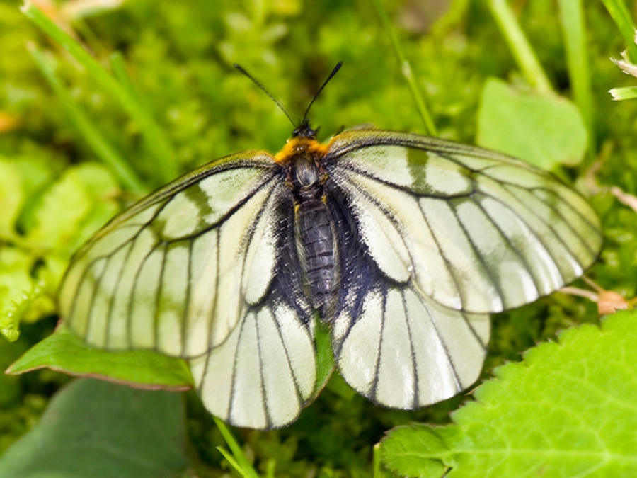 parnassius glacialis