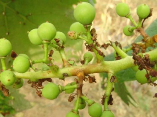 葡萄穗轴褐枯病