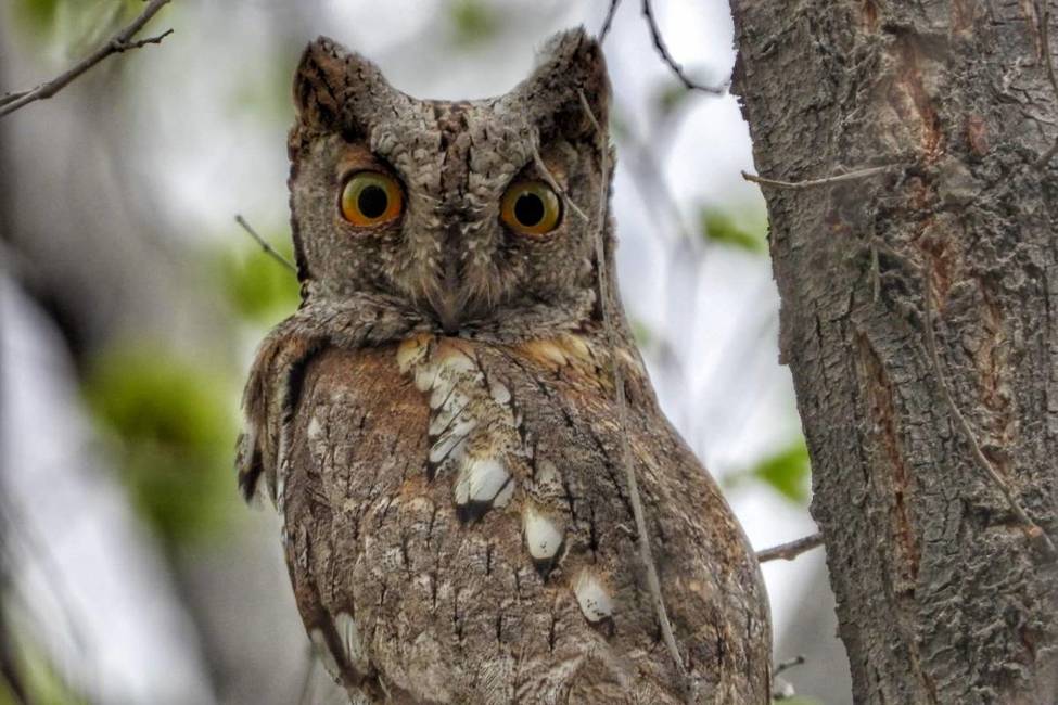 eurasian scops-owl