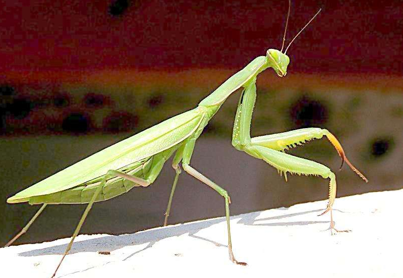  p data-id="sozc5ywa1hyi"> a target="_blank" href="/item/螳螂目