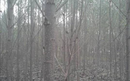 美洲黑杨无性系XL-436_百度百科