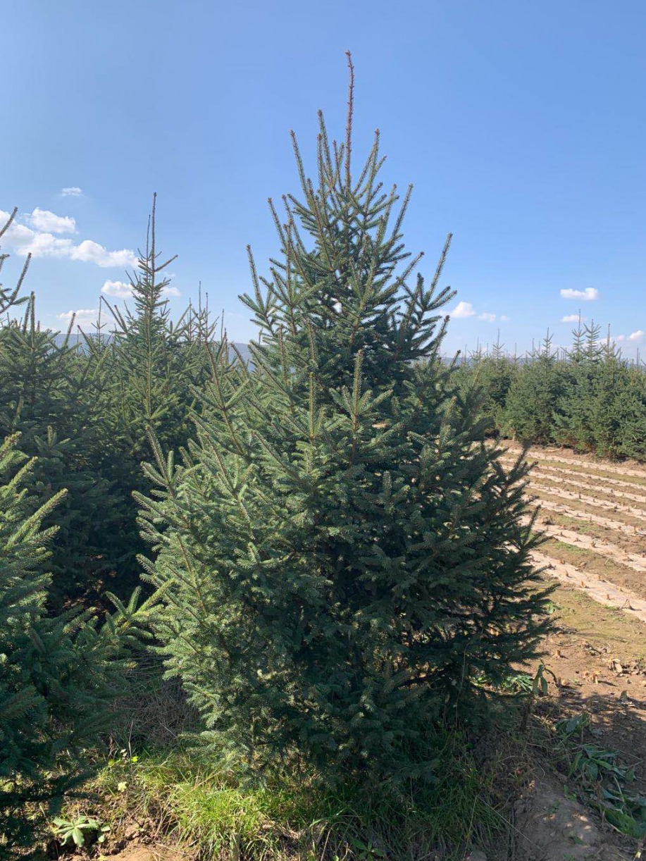 青海云杉无性系 pcr08dt176