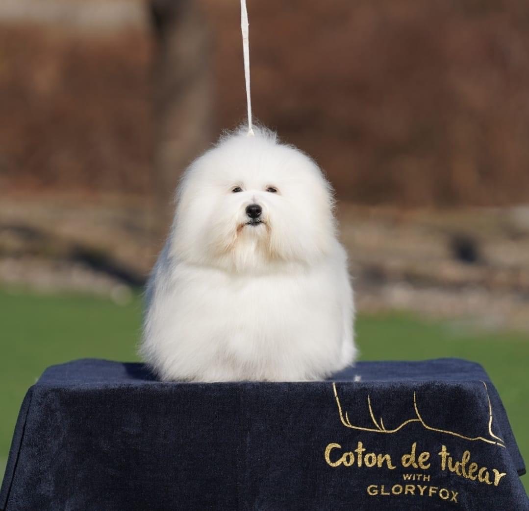 图莱亚尔绒毛犬