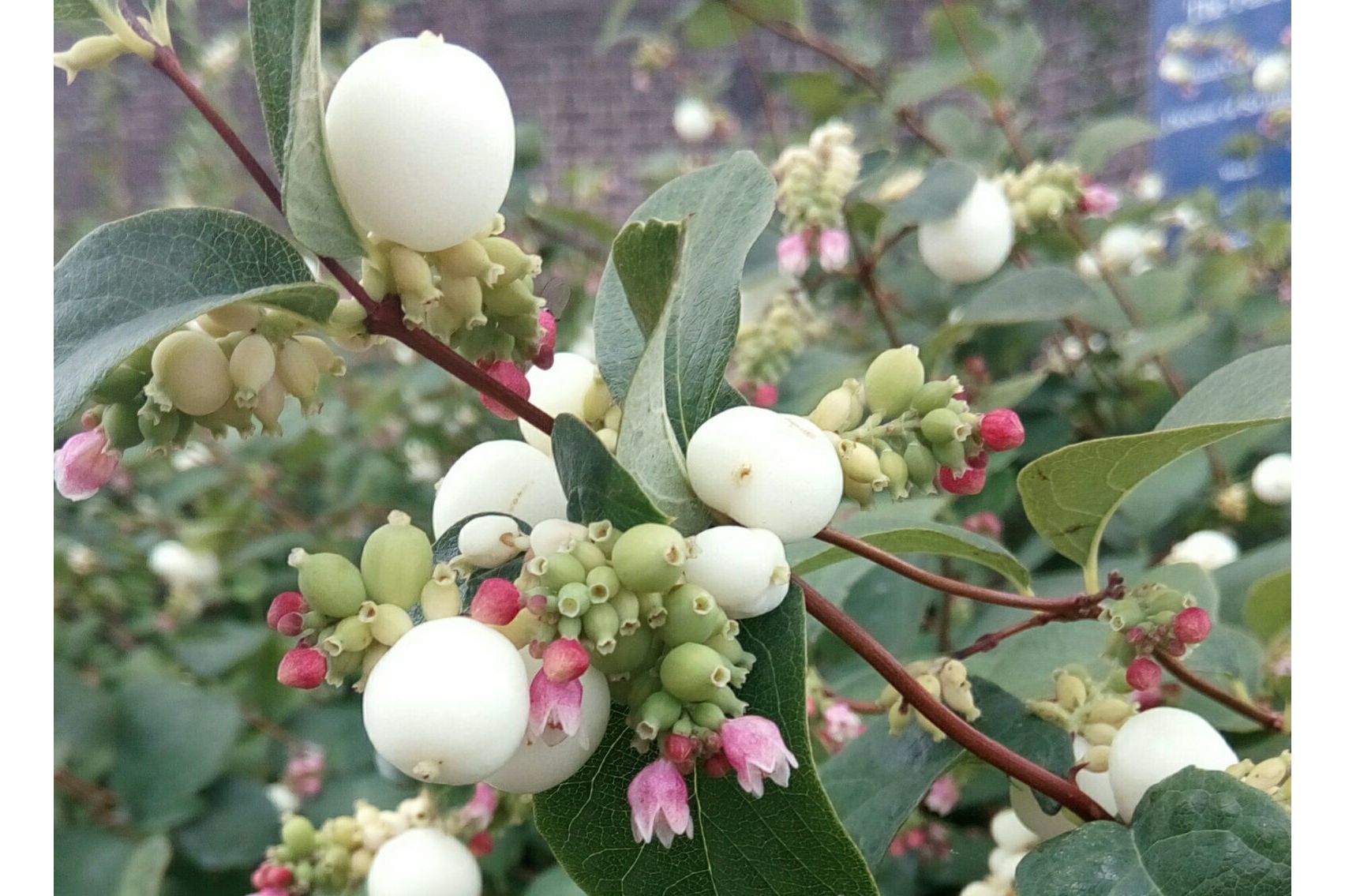 白饭树