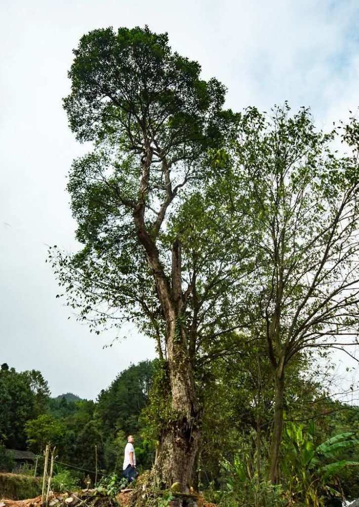 柞木（杨柳科柞木属植物）_百度百科