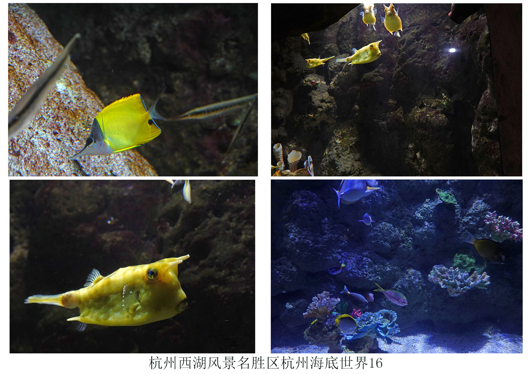  p>杭州海底世界位于美丽的 a target="_blank" href="/item/西子湖畔