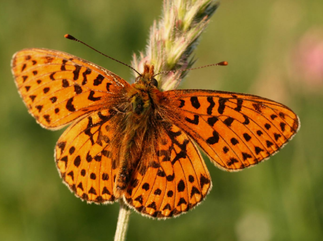 单银斑小豹蛱蝶