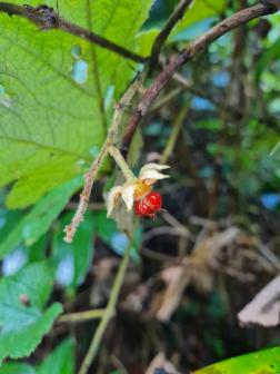 寒莓（蔷薇科悬钩子属植物）_百度百科