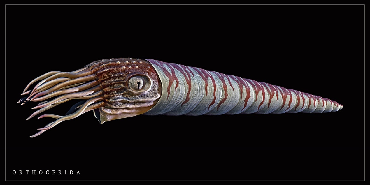  p>直角石亚纲(orthoceratoidea),软体动物门-头足纲下一已灭绝亚纲