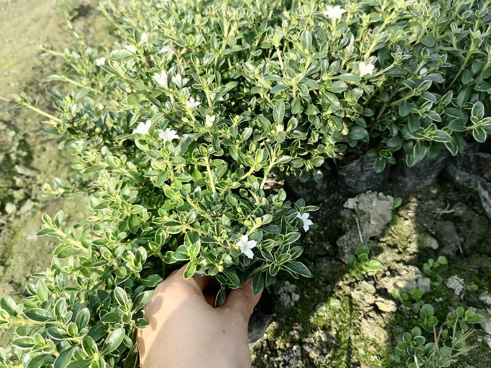 ">金边六月雪(serissa japonica variegata)是茜草科,白马骨属植物
